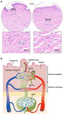 Dermal Microvascular Units in Domestic Pigs (Sus scrofa domestica): Role as Transdermal Passive Immune Channels